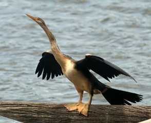 Darter drying its wings